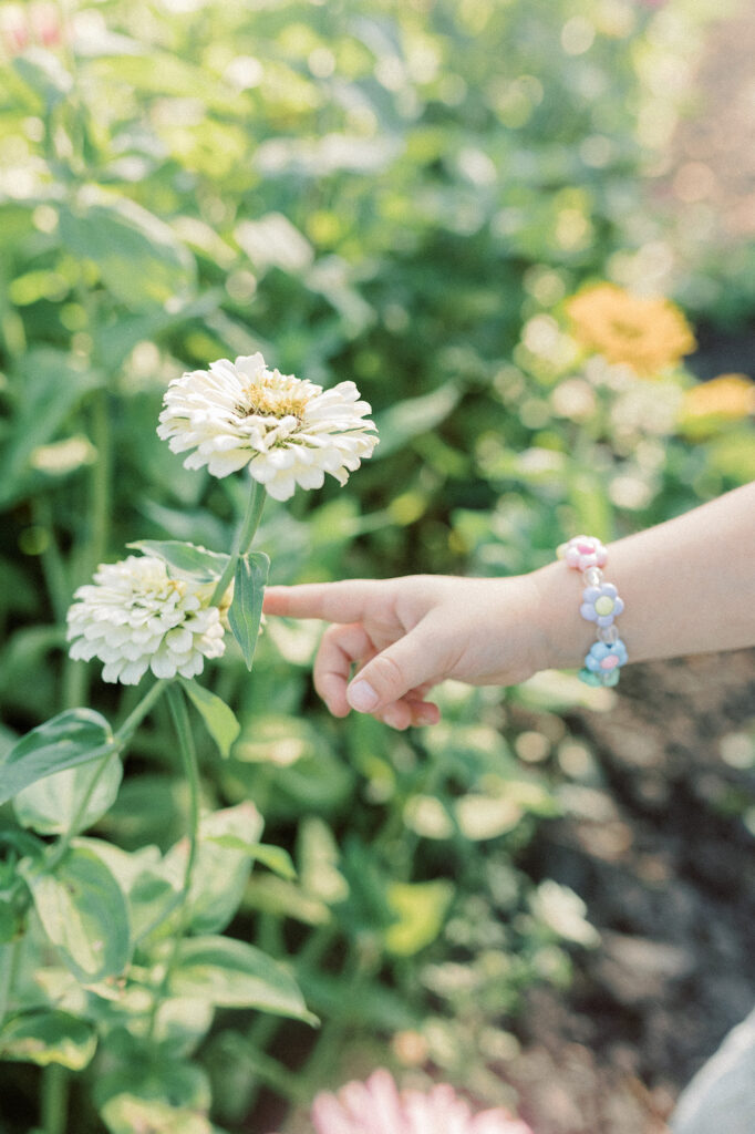 A close up of a little girl's hand touching a flower during a sunset photoshoot. 